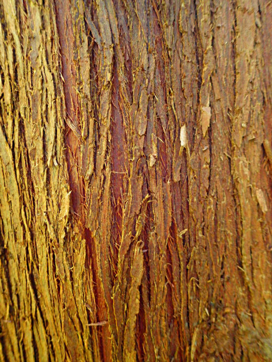Western Redcedar (<em>Thuja plicata</em>), one of our large, majestic forest trees with bark that exfoliates in vertical strips. Bloedel bark photo by Darren Strenge