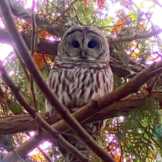 Barred owl Joe Abken photo, barred owl