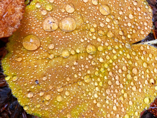 Bejeweled Joe Abken photo, Bejeweled