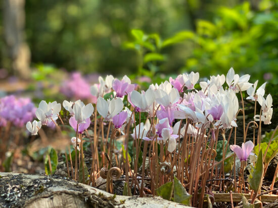 Cyclamen Joe Abken photo, Cyclamen