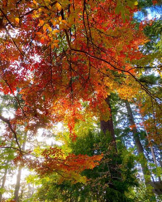 Stained glass Stewartia Joe Abken photo, Stained glass Stewartia