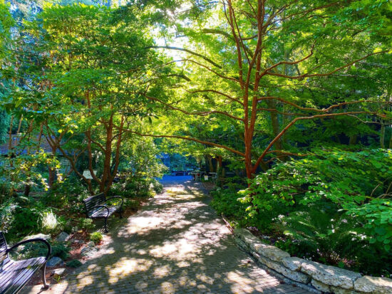 Stewartia splendor Joe Abken photo, Stewartia splendor