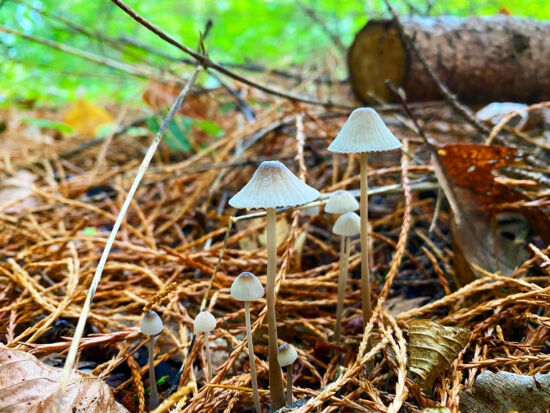 The Tiny Kingdom Joe Abken photo, The Tiny Kingdom