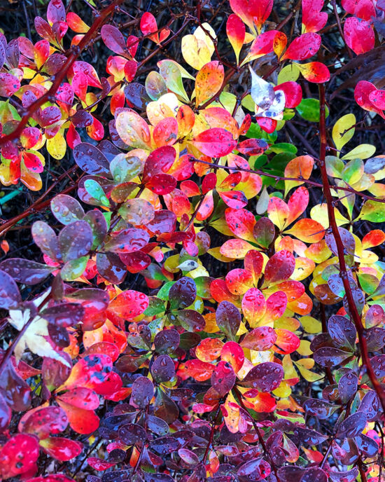 Curtis Steiner photograph, Walks with Mortimer