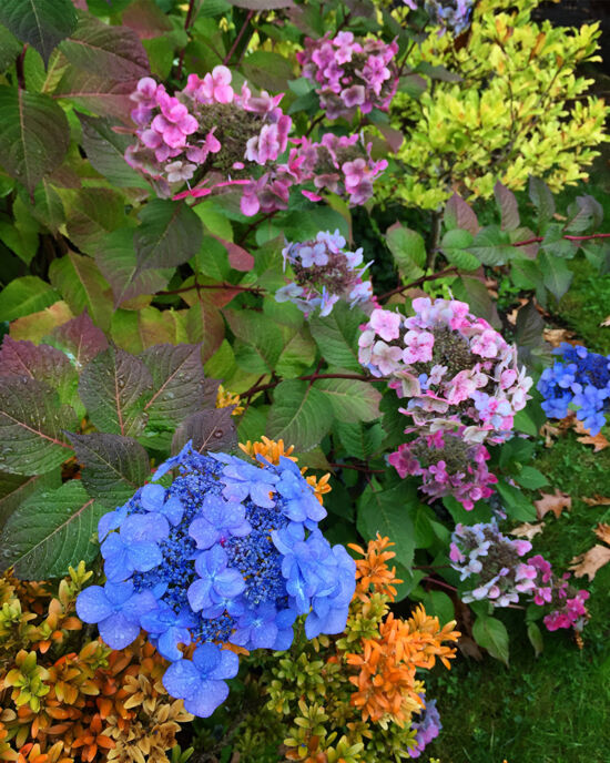 Curtis Steiner photograph, Walks with Mortimer