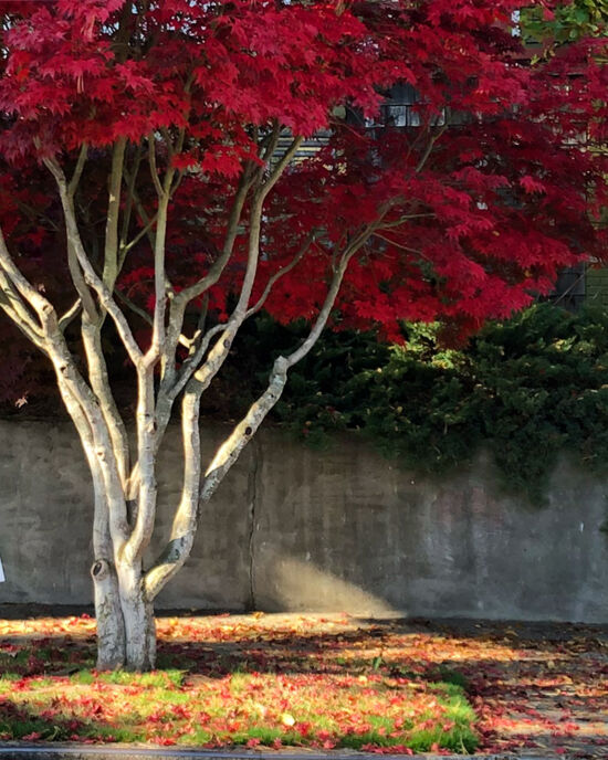 Curtis Steiner photograph, Walks with Mortimer