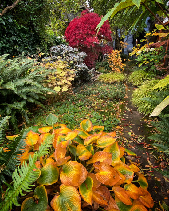 Curtis Steiner photograph, Walks with Mortimer