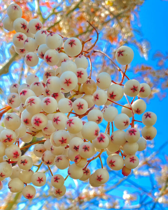 Curtis Steiner photograph, Walks with Mortimer