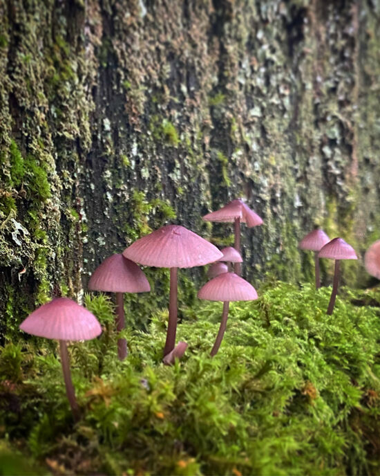 Curtis Steiner photograph, Walks with Mortimer
