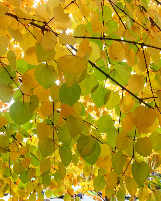 Curtis Steiner photograph, Walks with Mortimer