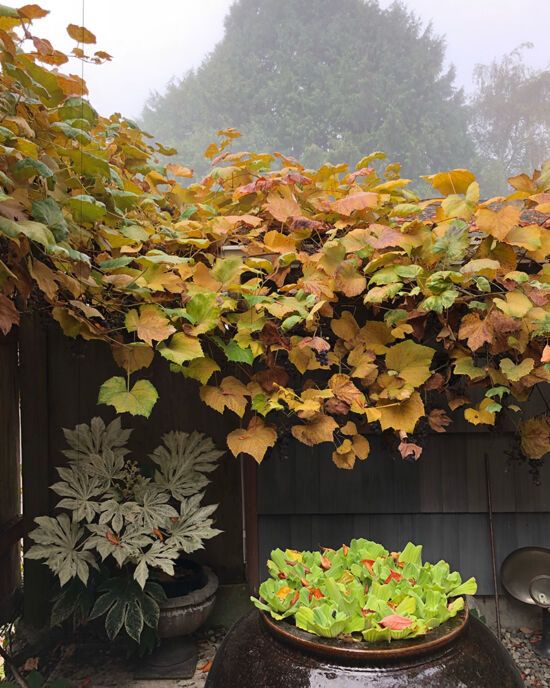 Curtis Steiner photograph, Walks with Mortimer