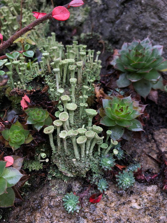 Curtis Steiner photograph, Walks with Mortimer