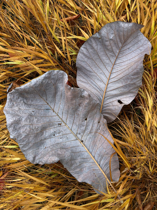 Curtis Steiner photograph, Walks with Mortimer