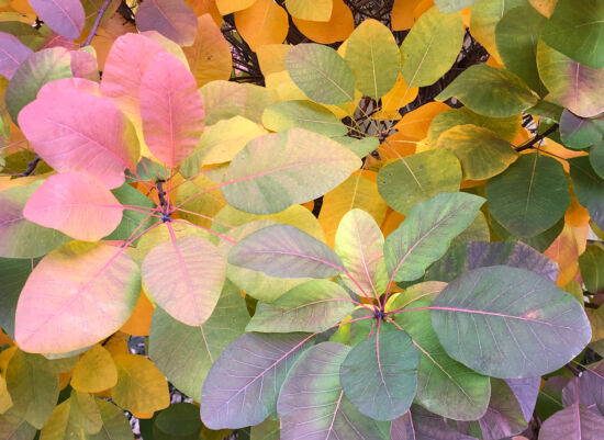 Curtis Steiner photograph, Walks with Mortimer