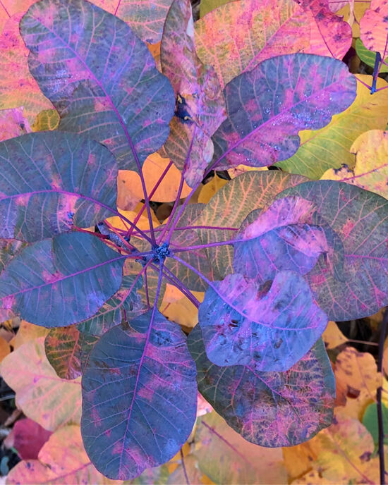 Curtis Steiner photograph, Walks with Mortimer