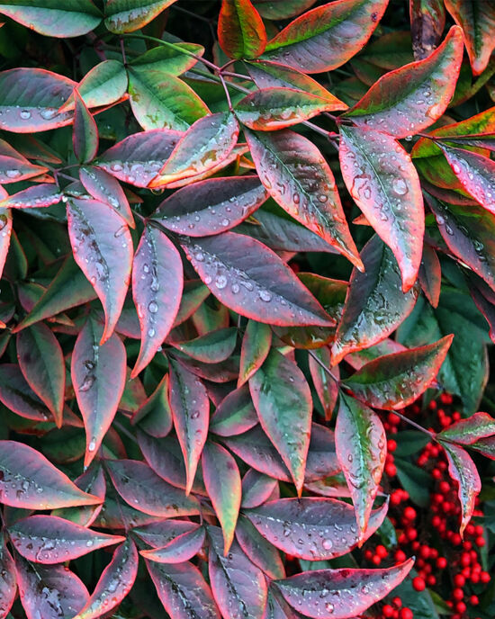 Curtis Steiner photograph, Walks with Mortimer