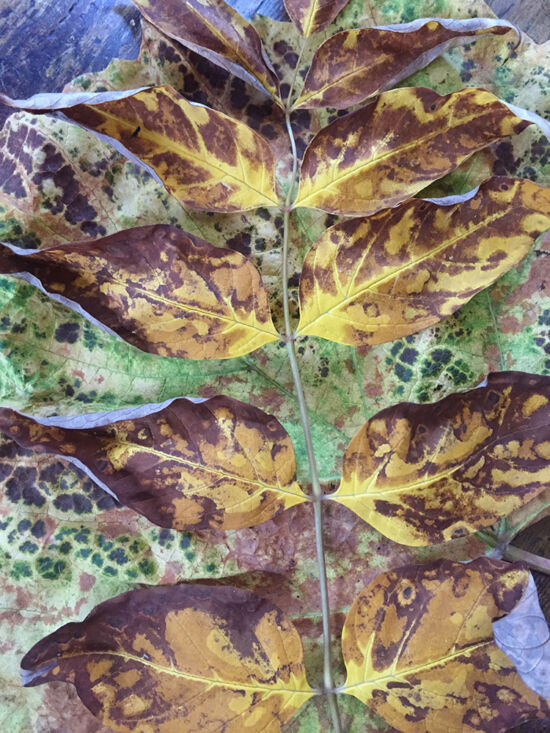 Curtis Steiner photograph, Walks with Mortimer