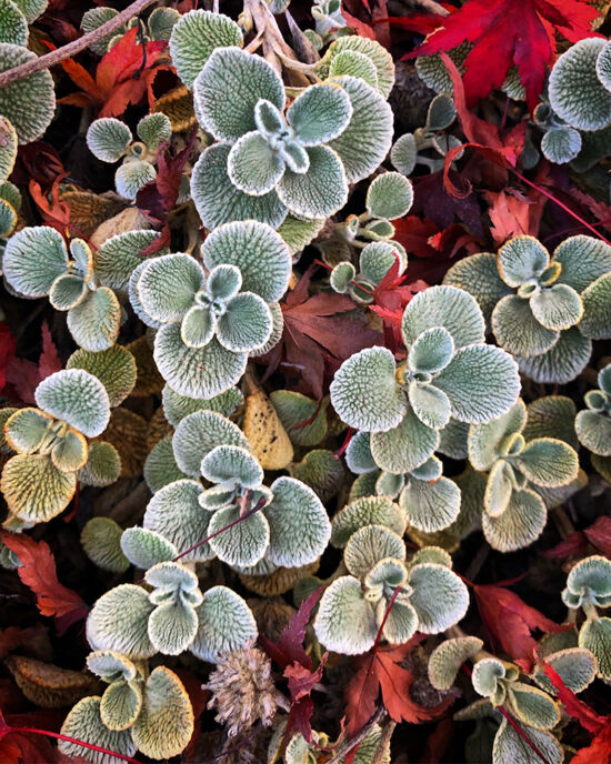 Curtis Steiner photograph, Walks with Mortimer