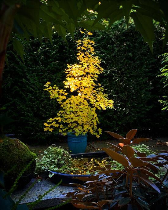 Curtis Steiner photograph, Walks with Mortimer