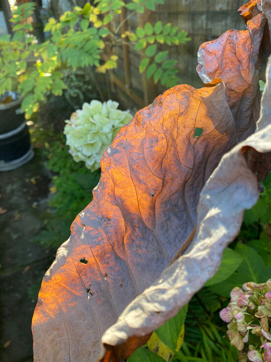 Curtis Steiner photograph, Walks with Mortimer