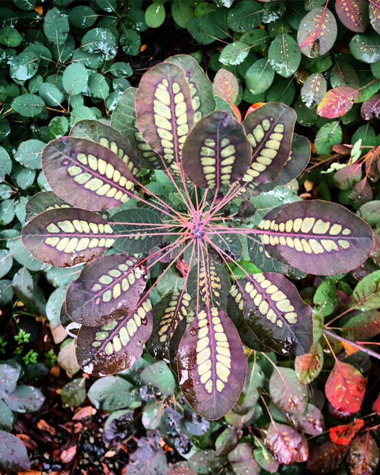 Curtis Steiner photograph, Walks with Mortimer