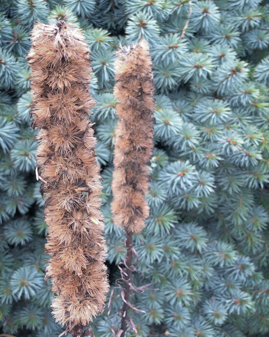 Curtis Steiner photograph, Walks with Mortimer