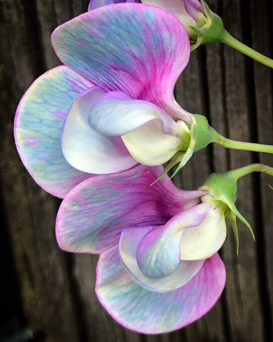 Curtis Steiner photograph, Walks with Mortimer