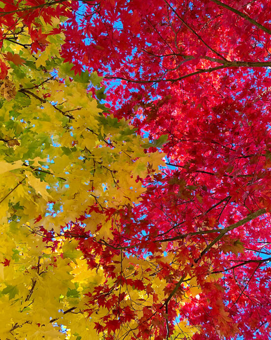 Curtis Steiner photograph, Walks with Mortimer