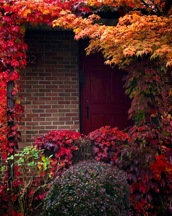 Curtis Steiner photograph, Walks with Mortimer