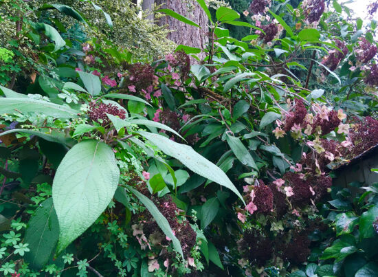 Nancy Heckler, hydrangeas pop-up gallery