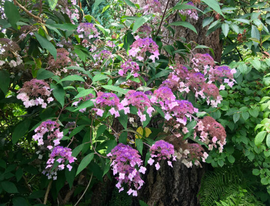 Nancy Heckler, hydrangeas pop-up gallery