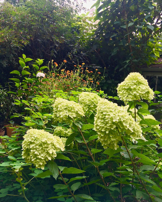Nancy Heckler, hydrangeas pop-up gallery