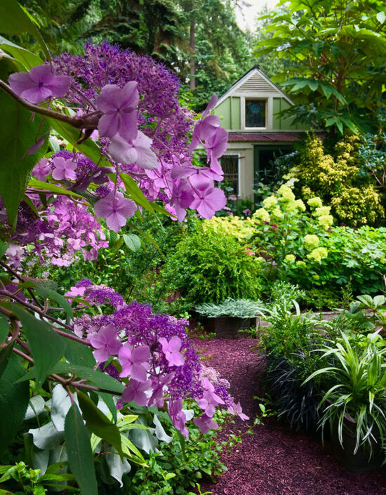 Nancy Heckler, hydrangeas pop-up gallery