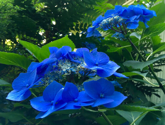 Nancy Heckler, hydrangeas pop-up gallery
