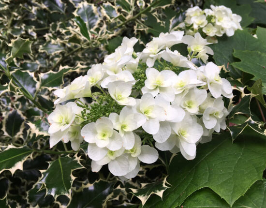 Nancy Heckler, hydrangeas pop-up gallery