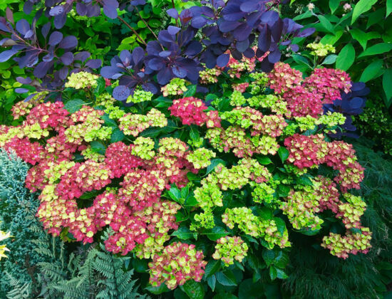 Nancy Heckler, hydrangeas pop-up gallery