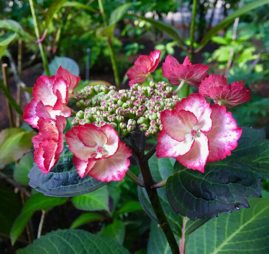 Nancy Heckler, hydrangeas pop-up gallery