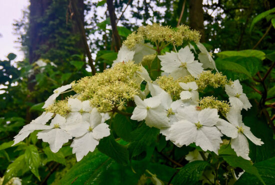 Nancy Heckler, hydrangeas pop-up gallery