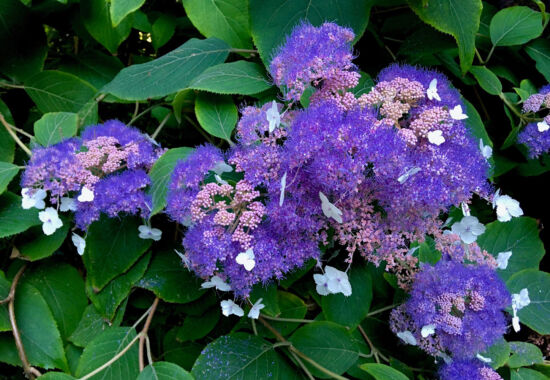 Nancy Heckler, hydrangeas pop-up gallery