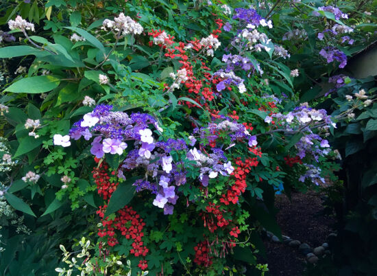 Nancy Heckler, hydrangeas pop-up gallery