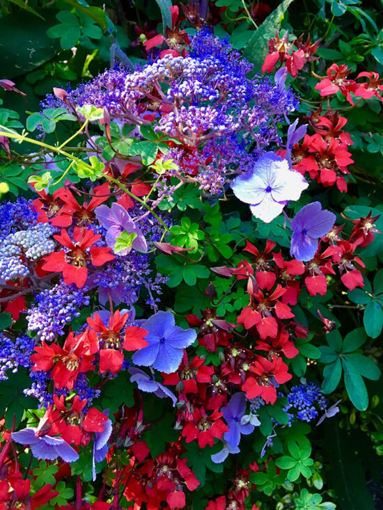 Nancy Heckler, hydrangeas pop-up gallery