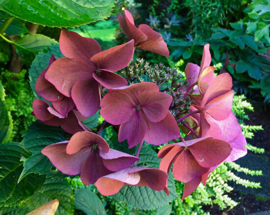 Nancy Heckler, hydrangeas pop-up gallery