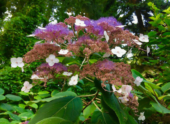 Nancy Heckler, hydrangeas pop-up gallery