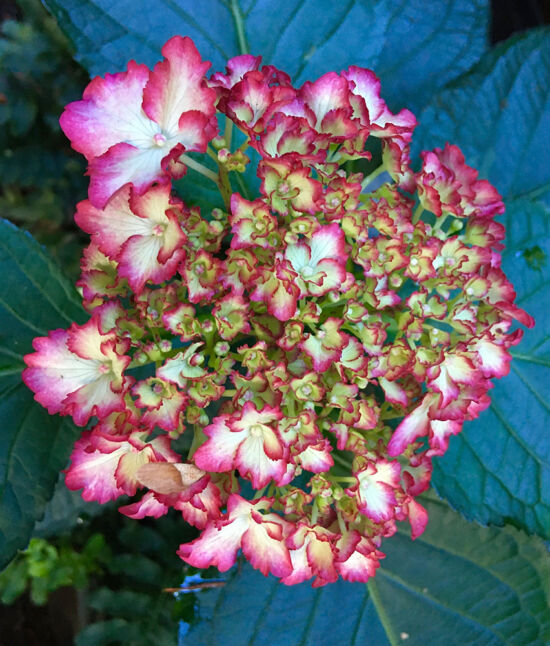 Nancy Heckler, hydrangeas pop-up gallery