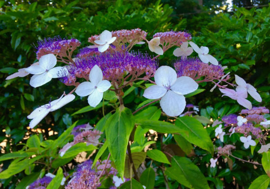 Nancy Heckler, hydrangeas pop-up gallery