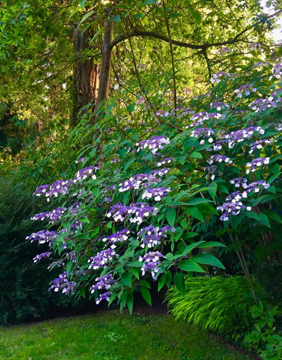 Nancy Heckler, hydrangeas pop-up gallery