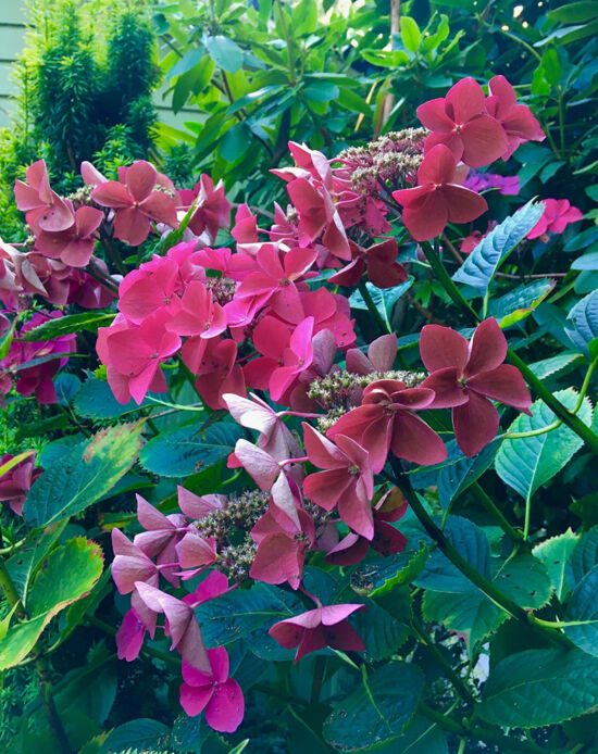 Nancy Heckler, hydrangeas pop-up gallery