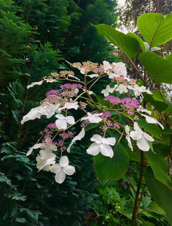 Nancy Heckler, hydrangeas pop-up gallery