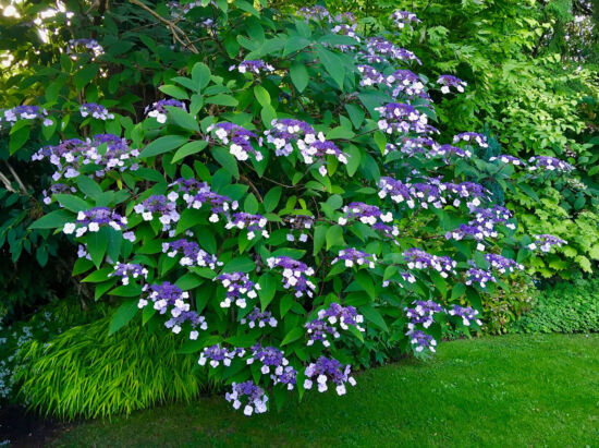 Photo by Nancy Heckler, Hydrangeas Pop-Up