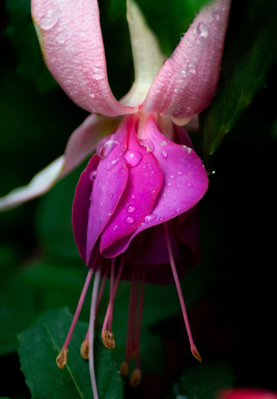 Fuchsia photo by Justin Henderson